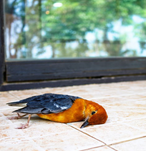 Mount Martha Dead Animal Removal