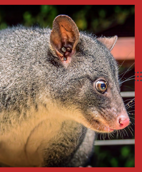 Possum Removal Mount Martha